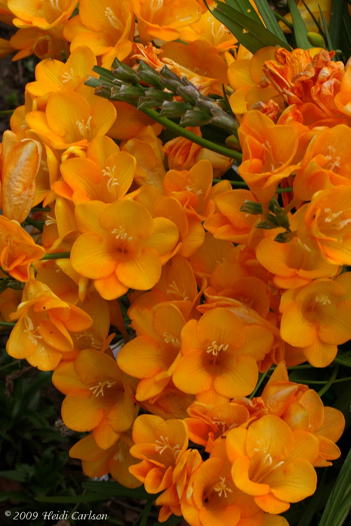 Freesia